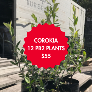 12 Corokia Trees